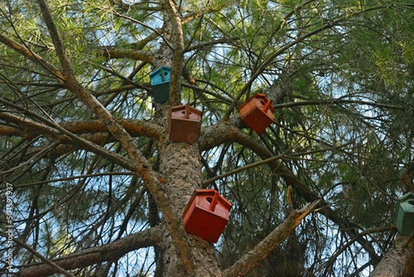 Obraz Birdhouses fixed on pine tree