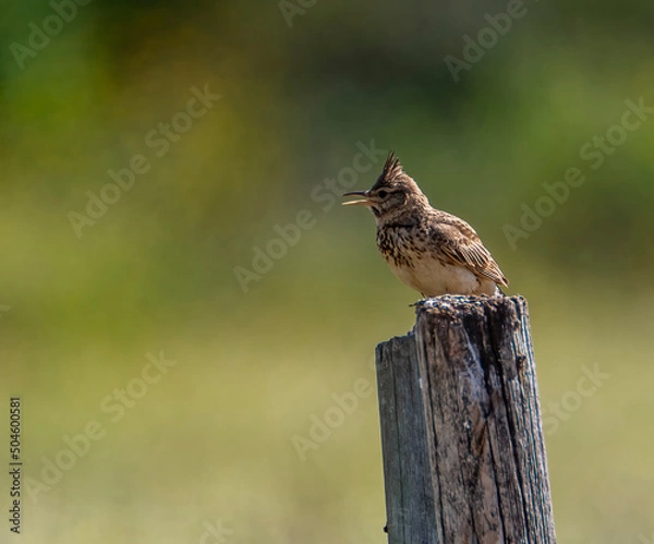 Obraz bird on a fence