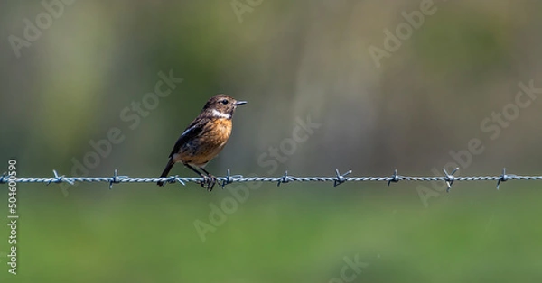 Obraz robin in the grass