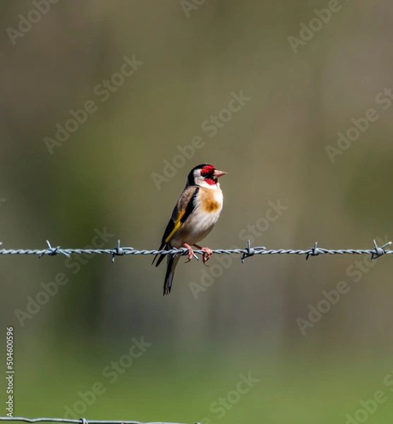 Obraz red backed shrike