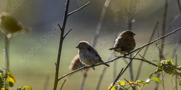 Obraz robin on a branch