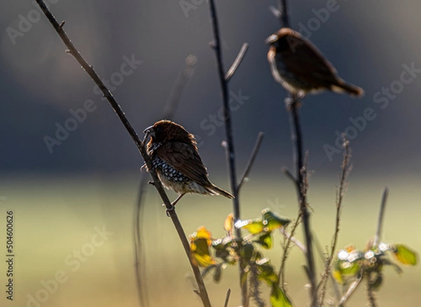 Obraz bird on the grass