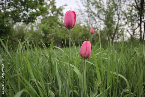 Fototapeta pink tulips