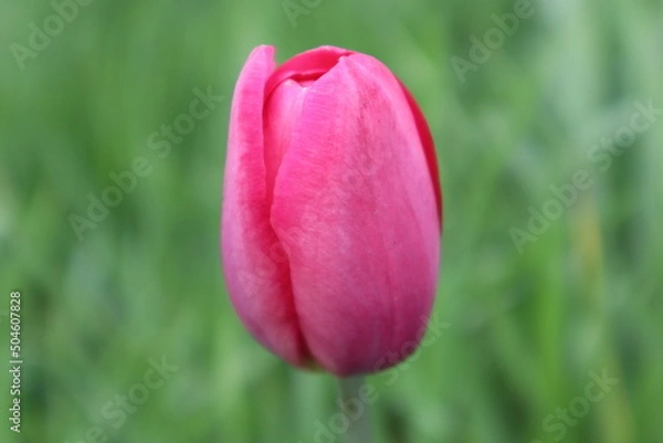 Fototapeta pink tulip
