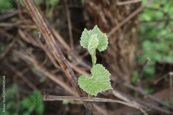 Fototapeta grape leaf