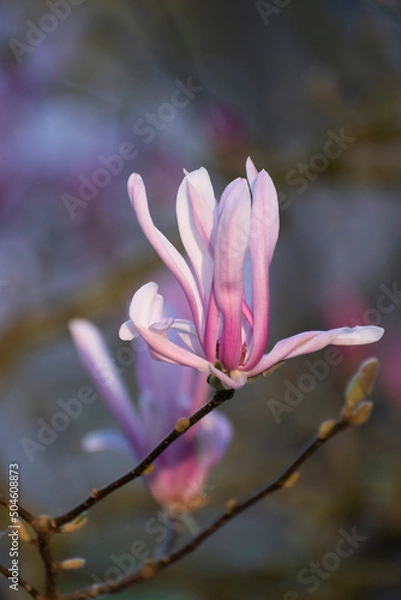 Fototapeta Arbre en fleurs dans un parc au printemps