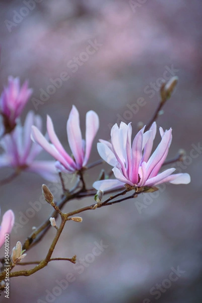 Fototapeta Arbre en fleurs dans un parc au printemps
