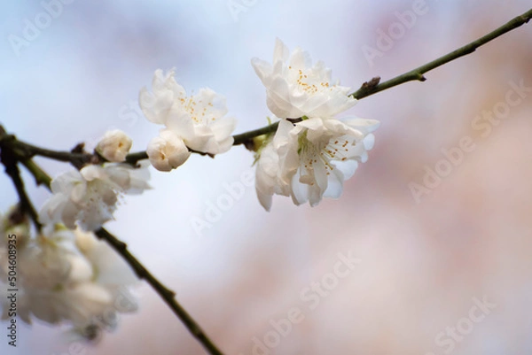 Fototapeta Cerisier en fleurs dans un parc au printemps