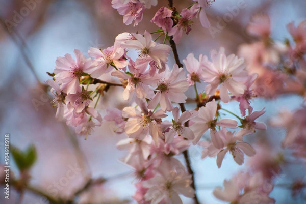 Fototapeta Cerisier en fleurs dans un parc au printemps