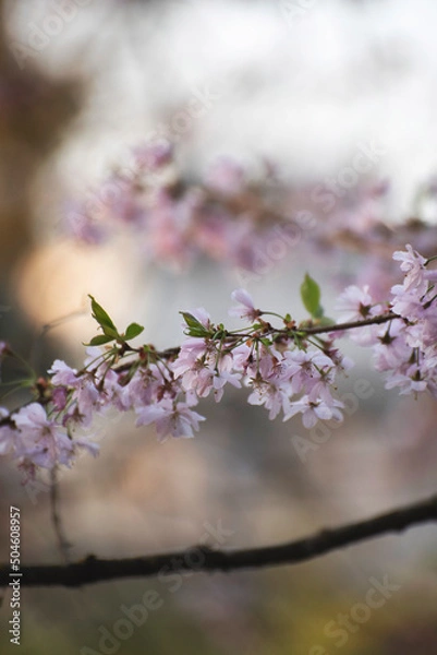 Fototapeta Cerisier en fleurs dans un parc au printemps