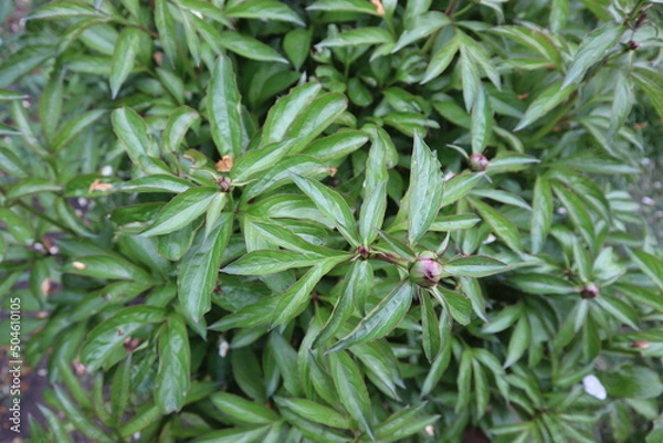 Fototapeta flower bud