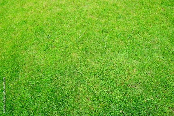 Fototapeta green grass background