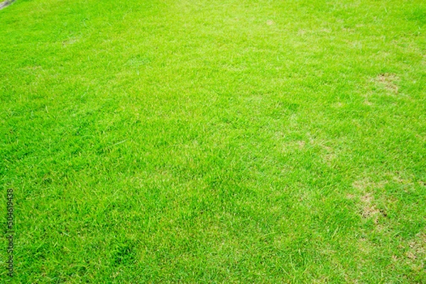 Fototapeta green grass background