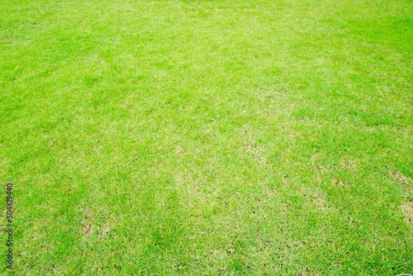 Fototapeta green grass background