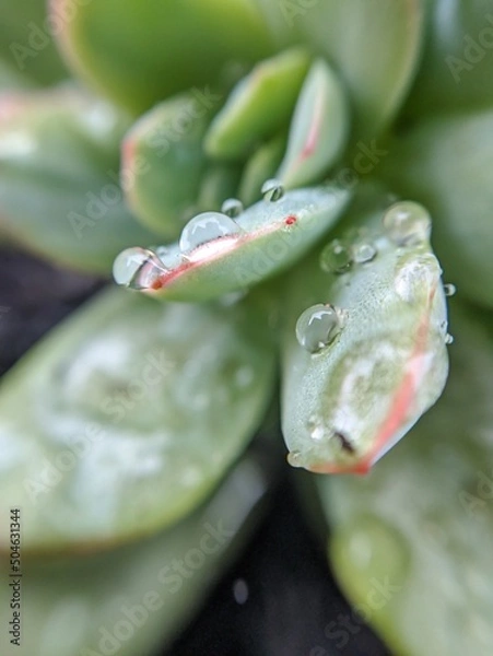 Fototapeta frog on leaf