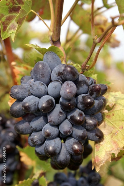 Obraz Grape and leaves