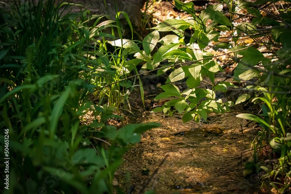 Fototapeta Stream in the forest