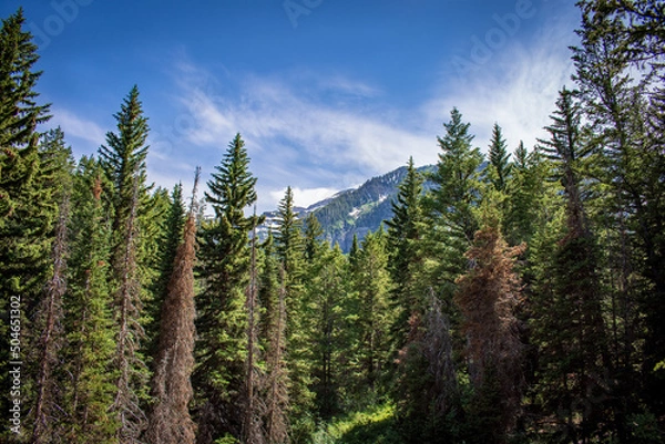 Obraz forest in the mountains