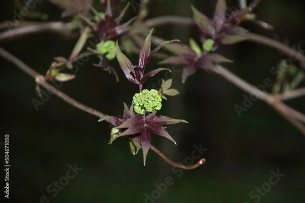 Fototapeta листочки. цветочки. весна. leaves. flowers. spring.

