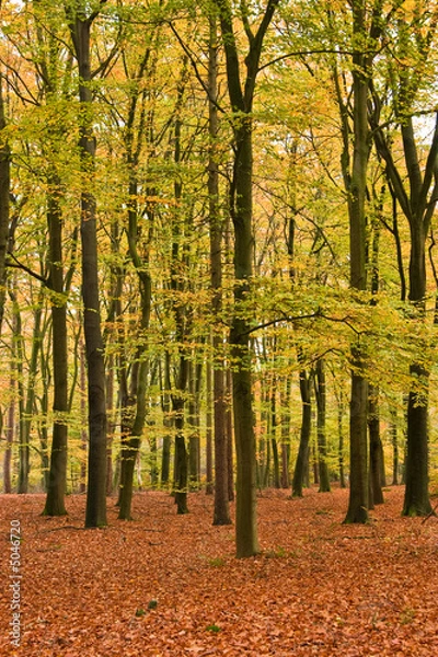 Fototapeta open beech forest