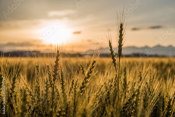 Obraz 夕日に照らされた小麦畑