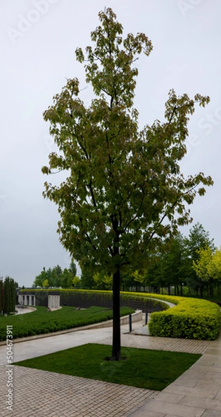 Fototapeta tree in the park