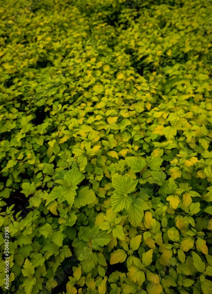 Fototapeta green leaves background