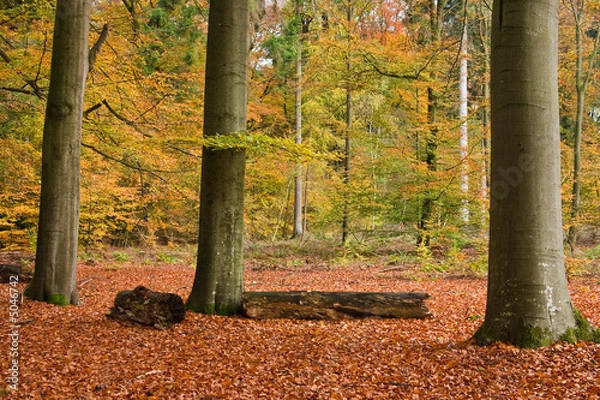 Fototapeta beech trees