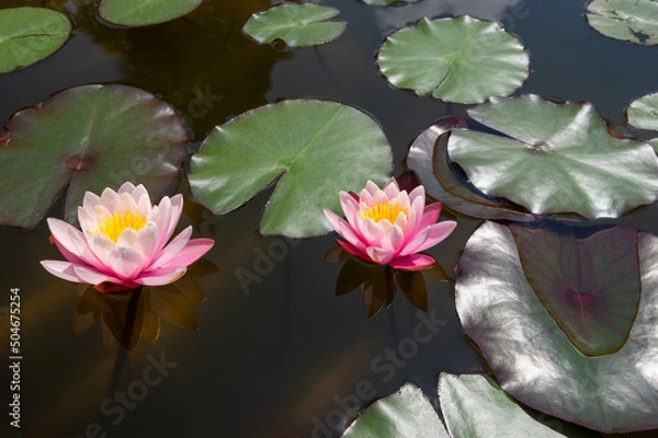 Obraz Two beautiful pink water lilies reflecting on a water surface, close-up view of a pond and leaves in the background
