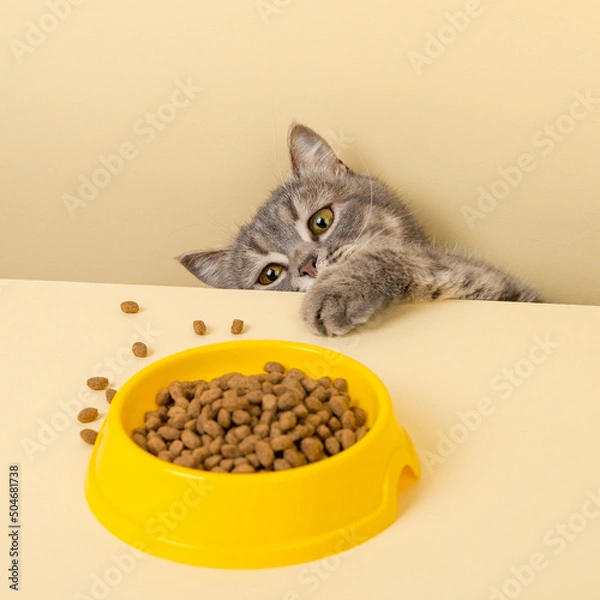 Fototapeta A cute gray cat and a bowl of food on a yellow background. Reaching for his favorite food, little thief.