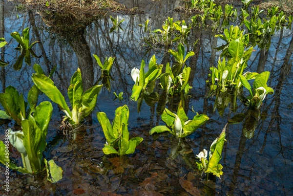 Fototapeta 水芭蕉　白馬　落倉自然園