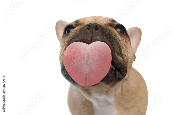 Fototapeta Funny portrait of a French bulldog licking the screen with pleasure, heart-shaped tongue, on an isolated black background, front view