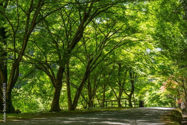 Obraz 新緑の通り道