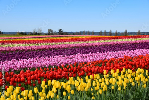 Fototapeta View of Skagit Valley Tulip Field, Washington, USA