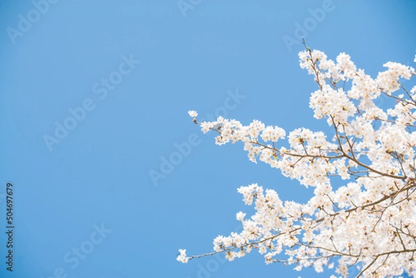 Obraz 青空と見上げた桜
