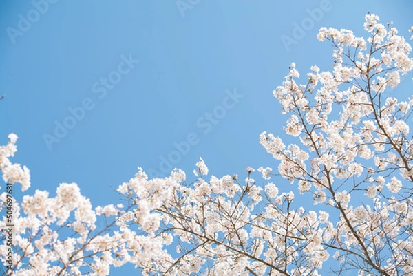 Obraz 青空と見上げた桜