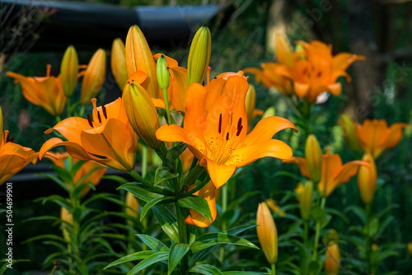 Obraz オレンジのユリの花