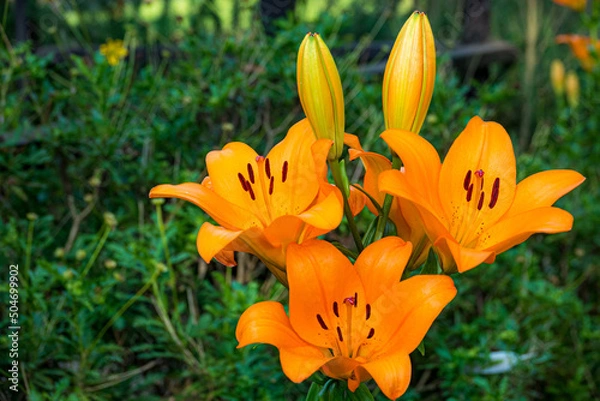 Obraz オレンジのユリの花