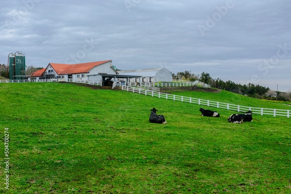 Obraz マザー牧場の景色