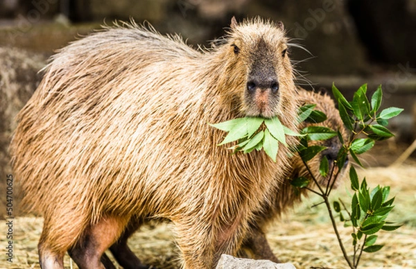Obraz カピバラさん