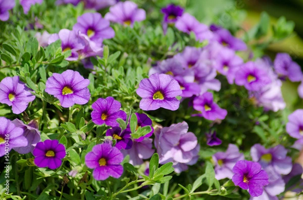 Obraz Small petunia blossom