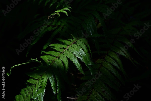 Obraz シダ植物の葉