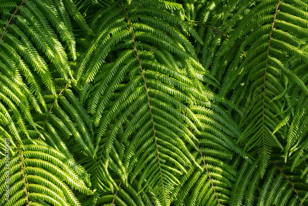 Obraz しだの俯瞰