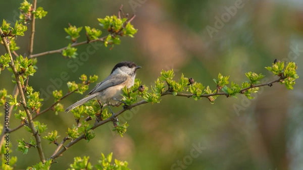 Obraz Sikora sikorka
