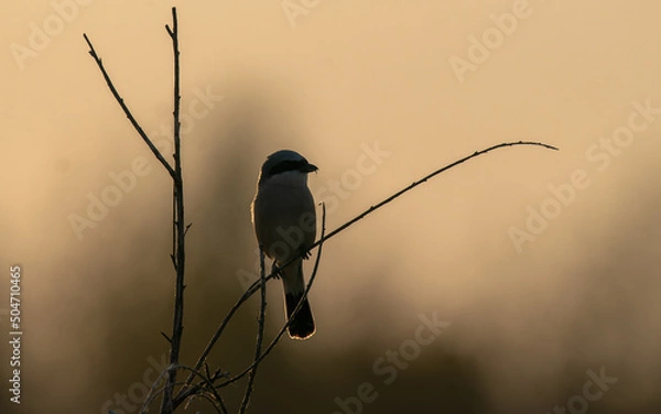 Obraz Ptak na gałęzi mały 