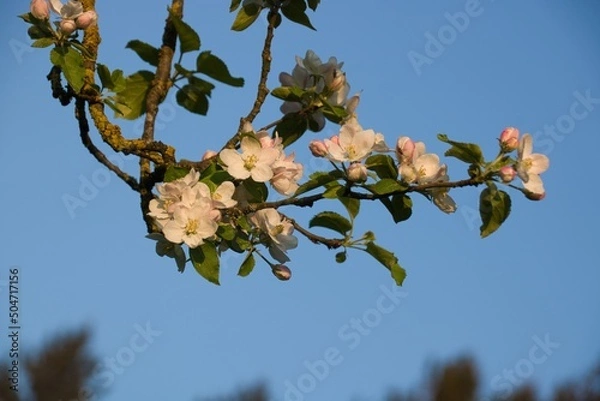 Obraz Frühling - Blüten an einem Obstbaum