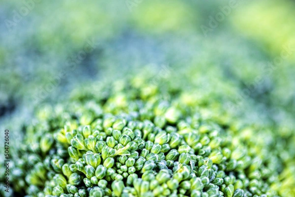 Obraz closeup broccoli for background shot using studio lighting