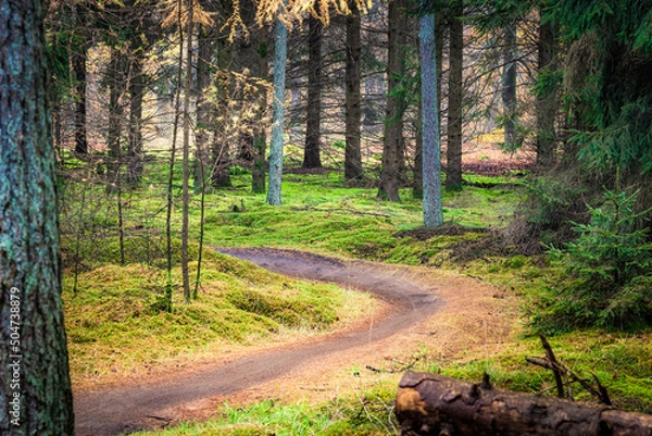 Fototapeta Fast moving mountain biker on forest trail