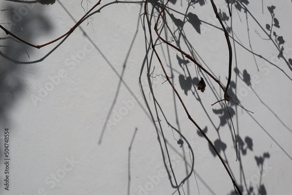 Fototapeta shadow on the wall