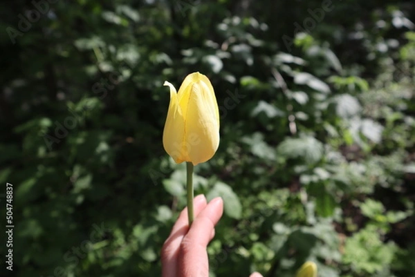 Fototapeta yellow tulip